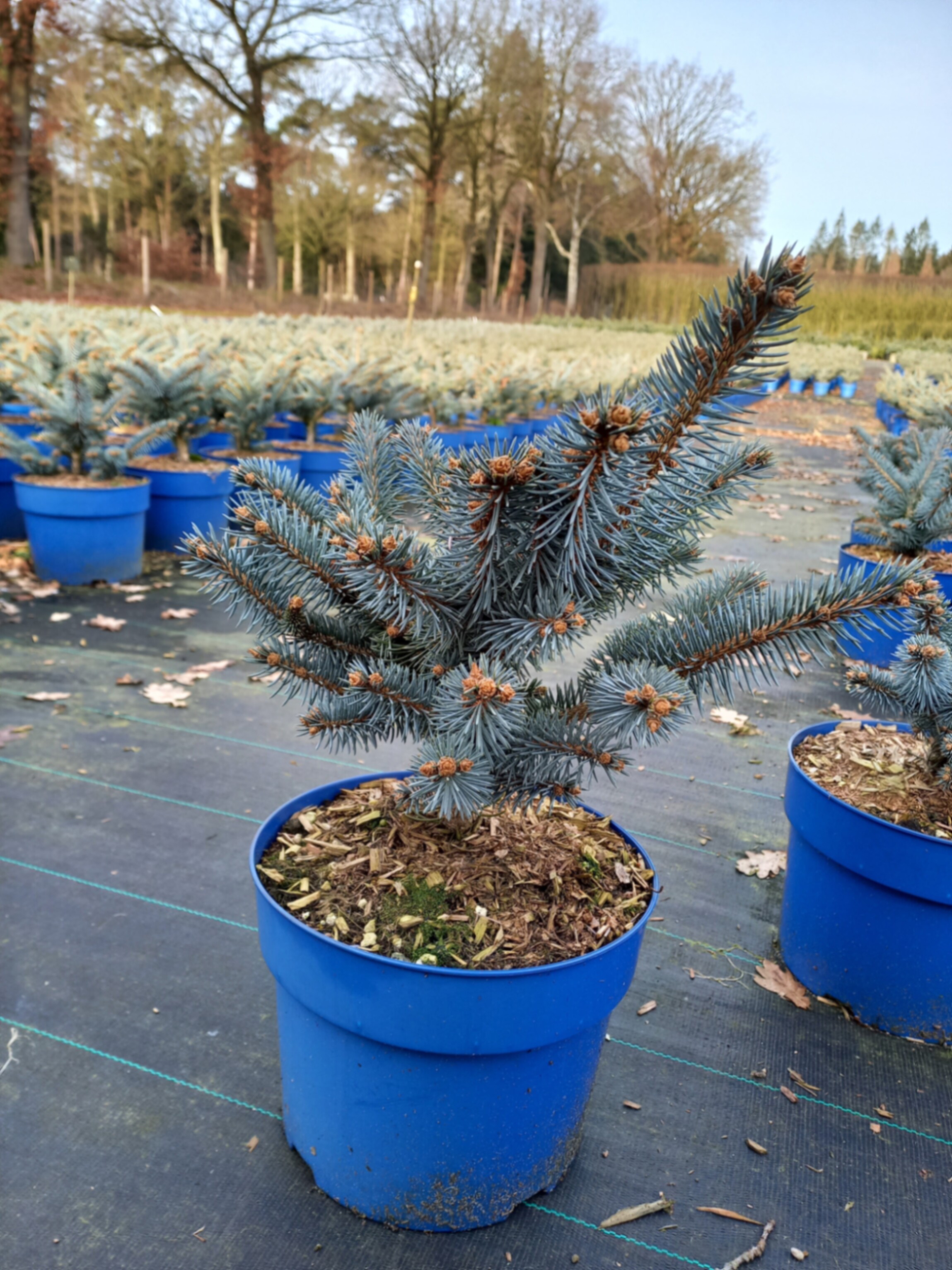 Ель колючая Глаука Глобоза